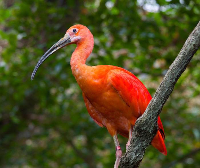 Death imagery in the scarlet ibis