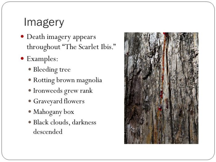 Death imagery in the scarlet ibis