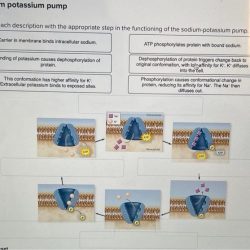 Organelle atp synthase etfs producing photosynthesis brainly