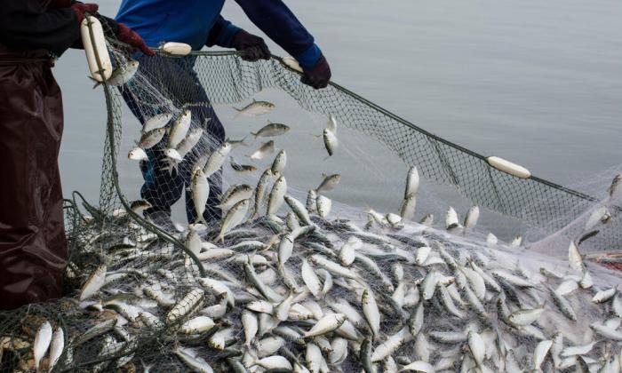 Seafood watch has made several unsustainable fishing practices illegal.