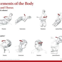 Movements anatomy physiology joints