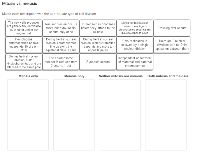 Match each description with the appropriate type of cell division.