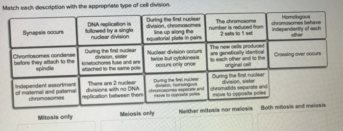 Match each description with the appropriate type of cell division.